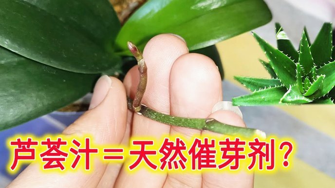 秒用花真的好用吗？用户体验大揭秘