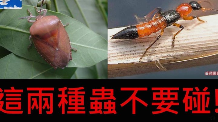 便荔卡额度的巧妙利用方法