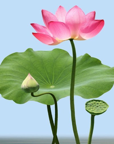 花呗在哪提现