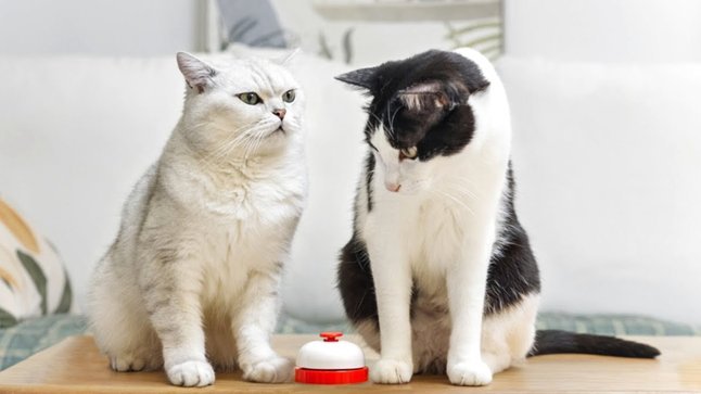 花呗天猫秒杀还款全流程指南