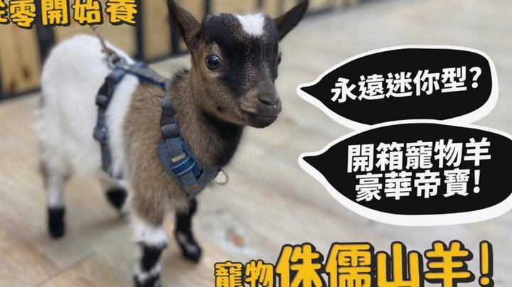羊小咩购物额度怎么套出来视频