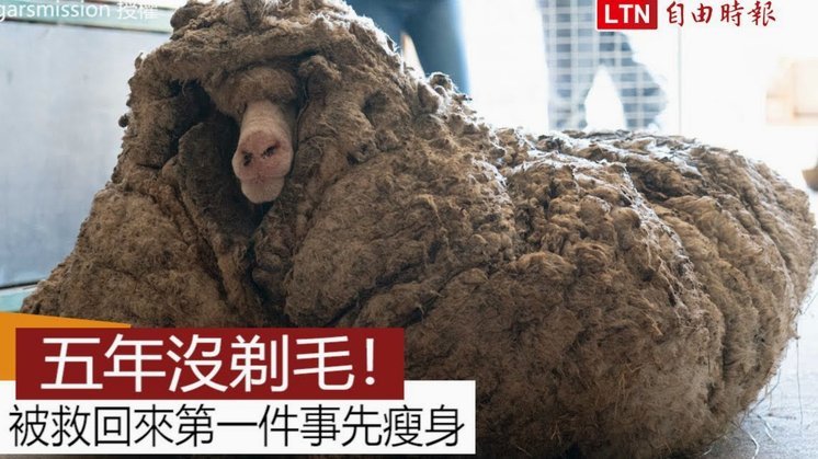 羊小咩取现额度多久到账