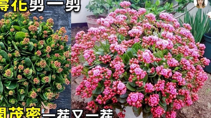 拿去花 取现