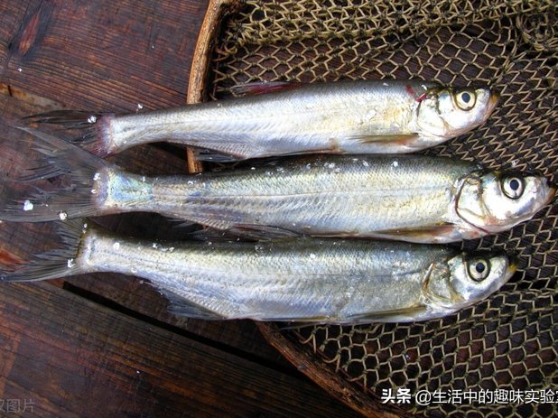 白条肉价格解析：影响因素与区域差异